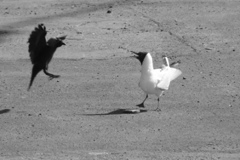 Kliknij na zdjęcie, żeby zobaczyć w pełnych wymiarach