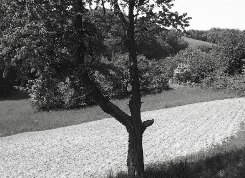 Kliknij na zdjęcie, żeby zobaczyć w pełnych wymiarach