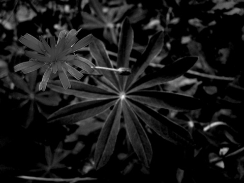 Kliknij na zdjęcie, żeby zobaczyć w pełnych wymiarach