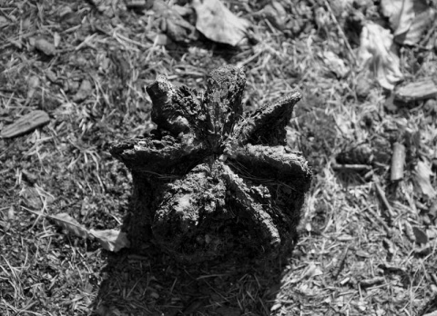 Kliknij na zdjęcie, żeby zobaczyć w pełnych wymiarach