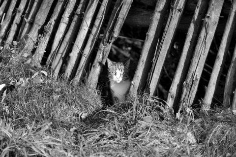 Kliknij na zdjęcie, żeby zobaczyć w pełnych wymiarach