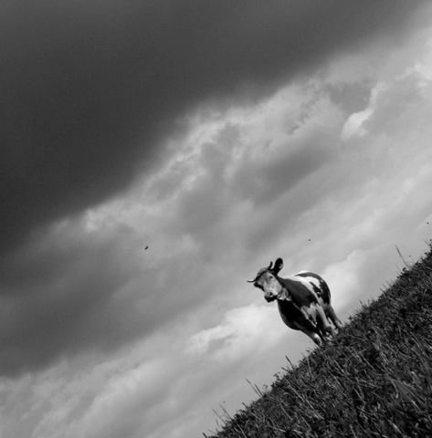 Kliknij na zdjęcie, żeby zobaczyć w pełnych wymiarach