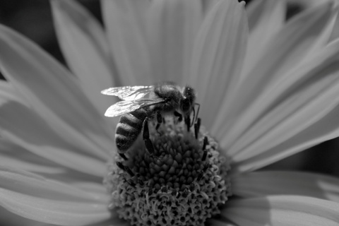 Kliknij na zdjęcie, żeby zobaczyć w pełnych wymiarach