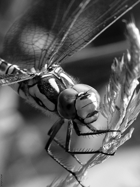 Kliknij na zdjęcie, żeby zobaczyć w pełnych wymiarach