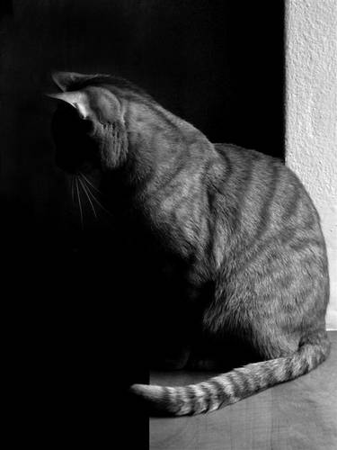 Kliknij na zdjęcie, żeby zobaczyć w pełnych wymiarach