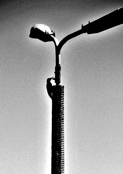 Kliknij na zdjęcie, żeby zobaczyć w pełnych wymiarach