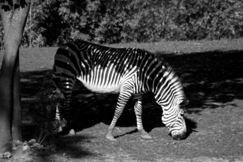 Kliknij na zdjęcie, żeby zobaczyć w pełnych wymiarach