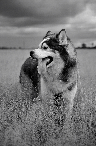 Kliknij na zdjęcie, żeby zobaczyć w pełnych wymiarach