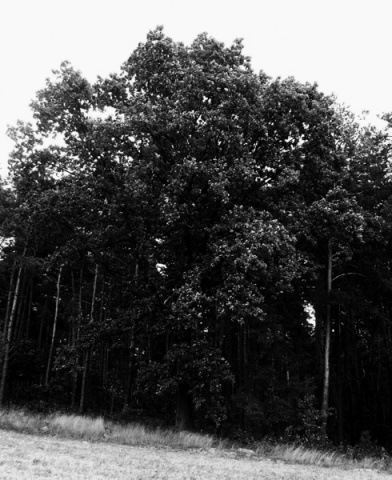 Kliknij na zdjęcie, żeby zobaczyć w pełnych wymiarach