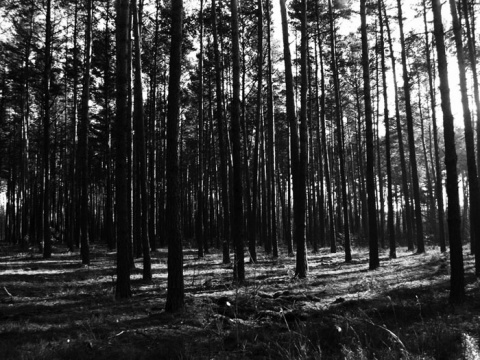 Kliknij na zdjęcie, żeby zobaczyć w pełnych wymiarach