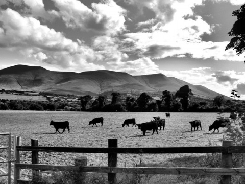 Kliknij na zdjęcie, żeby zobaczyć w pełnych wymiarach