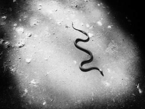 Kliknij na zdjęcie, żeby zobaczyć w pełnych wymiarach