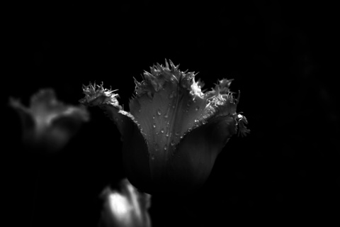 Kliknij na zdjęcie, żeby zobaczyć w pełnych wymiarach