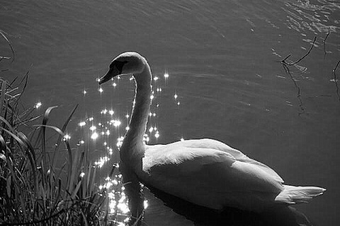 Kliknij na zdjęcie, żeby zobaczyć w pełnych wymiarach