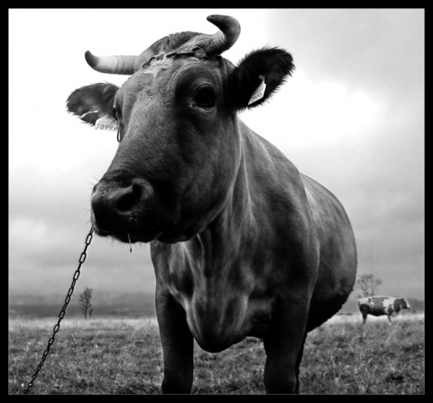 Kliknij na zdjęcie, żeby zobaczyć w pełnych wymiarach