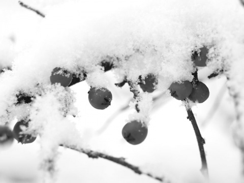 Kliknij na zdjęcie, żeby zobaczyć w pełnych wymiarach