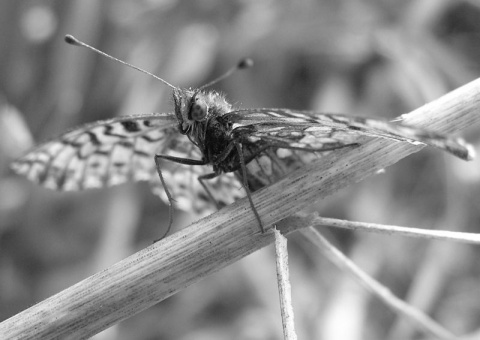 Kliknij na zdjęcie, żeby zobaczyć w pełnych wymiarach