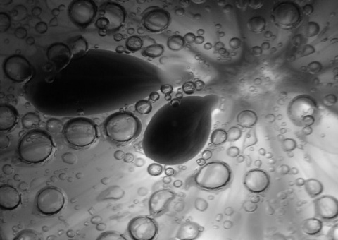 Kliknij na zdjęcie, żeby zobaczyć w pełnych wymiarach