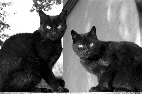 Kliknij na zdjęcie, żeby zobaczyć w pełnych wymiarach