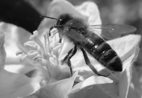 Kliknij na zdjęcie, żeby zobaczyć w pełnych wymiarach