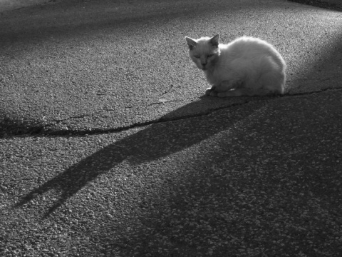 Kliknij na zdjęcie, żeby zobaczyć w pełnych wymiarach