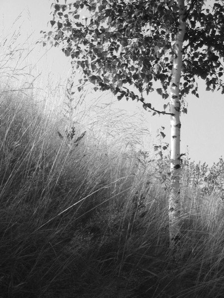 Kliknij na zdjęcie, żeby zobaczyć w pełnych wymiarach