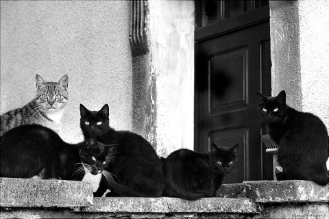 Kliknij na zdjęcie, żeby zobaczyć w pełnych wymiarach