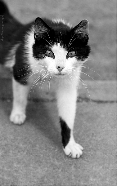 Kliknij na zdjęcie, żeby zobaczyć w pełnych wymiarach
