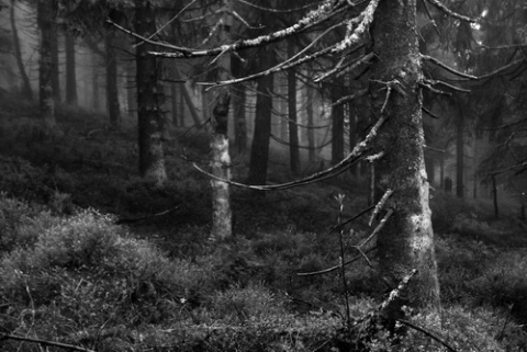 Kliknij na zdjęcie, żeby zobaczyć w pełnych wymiarach