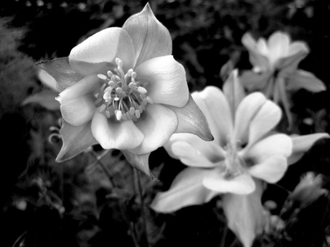 Kliknij na zdjęcie, żeby zobaczyć w pełnych wymiarach