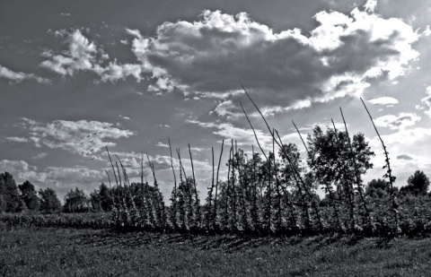 Kliknij na zdjęcie, żeby zobaczyć w pełnych wymiarach
