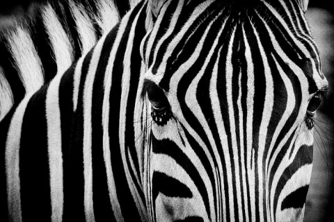 Kliknij na zdjęcie, żeby zobaczyć w pełnych wymiarach