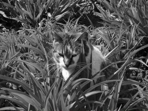 Kliknij na zdjęcie, żeby zobaczyć w pełnych wymiarach