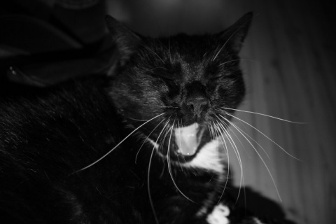 Kliknij na zdjęcie, żeby zobaczyć w pełnych wymiarach