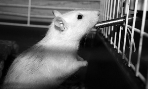 Kliknij na zdjęcie, żeby zobaczyć w pełnych wymiarach