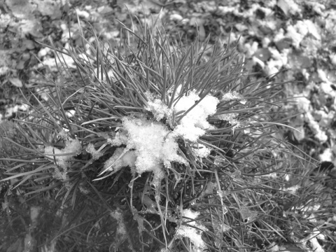 Kliknij na zdjęcie, żeby zobaczyć w pełnych wymiarach