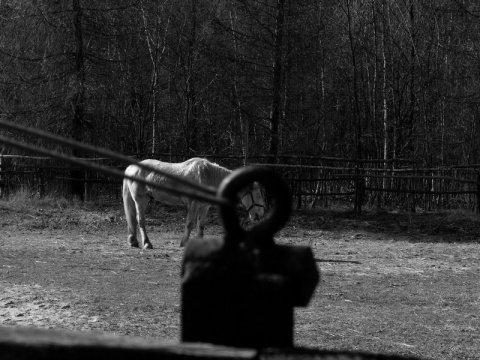 Kliknij na zdjęcie, żeby zobaczyć w pełnych wymiarach