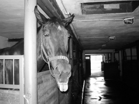 Kliknij na zdjęcie, żeby zobaczyć w pełnych wymiarach