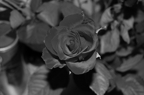 Kliknij na zdjęcie, żeby zobaczyć w pełnych wymiarach