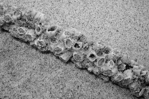 Kliknij na zdjęcie, żeby zobaczyć w pełnych wymiarach