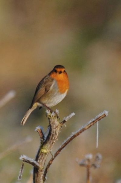 Kliknij na zdjęcie, żeby zobaczyć w pełnych wymiarach