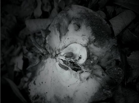 Kliknij na zdjęcie, żeby zobaczyć w pełnych wymiarach