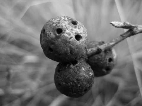 Kliknij na zdjęcie, żeby zobaczyć w pełnych wymiarach