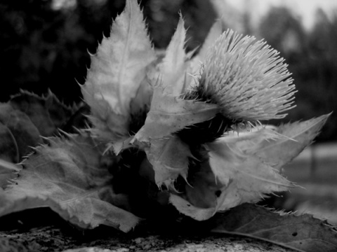 Kliknij na zdjęcie, żeby zobaczyć w pełnych wymiarach