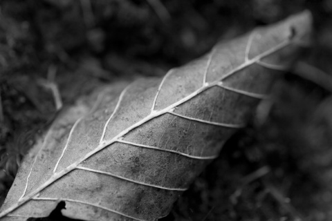 Kliknij na zdjęcie, żeby zobaczyć w pełnych wymiarach