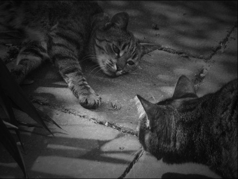 Kliknij na zdjęcie, żeby zobaczyć w pełnych wymiarach