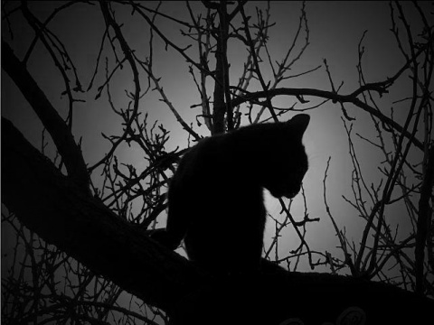 Kliknij na zdjęcie, żeby zobaczyć w pełnych wymiarach