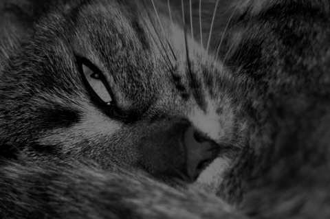 Kliknij na zdjęcie, żeby zobaczyć w pełnych wymiarach