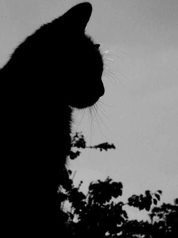 Kliknij na zdjęcie, żeby zobaczyć w pełnych wymiarach