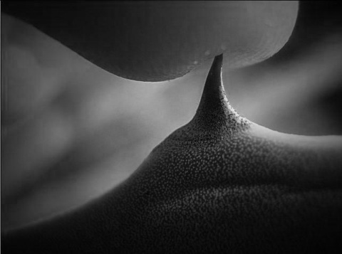 Kliknij na zdjęcie, żeby zobaczyć w pełnych wymiarach